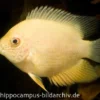 Goldener Augenfleck-Buntbarsch, Heros severus gold