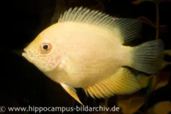 Goldener Augenfleck-Buntbarsch, Heros severus gold