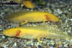 Goldener Axolotl XL, Ambystoma mexicanum