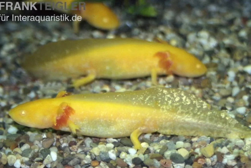 Goldener Axolotl XL, Ambystoma mexicanum