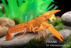 Goldener Cherax, Cherax cf. snowden - Zufällig