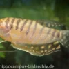Goldener Fadenfisch, Trichogaster trichopterus