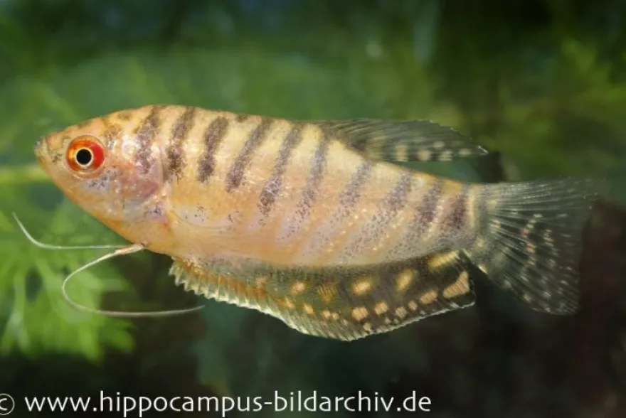 Goldener Fadenfisch, Trichogaster trichopterus