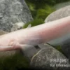 Goldener Flusswels, Silurus glanis gold (Kaltwasser)