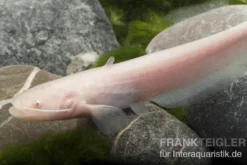 Goldener Flusswels, Silurus glanis gold (Kaltwasser)
