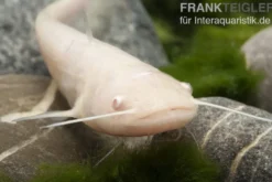 Goldener Flusswels, Silurus glanis gold (Kaltwasser)