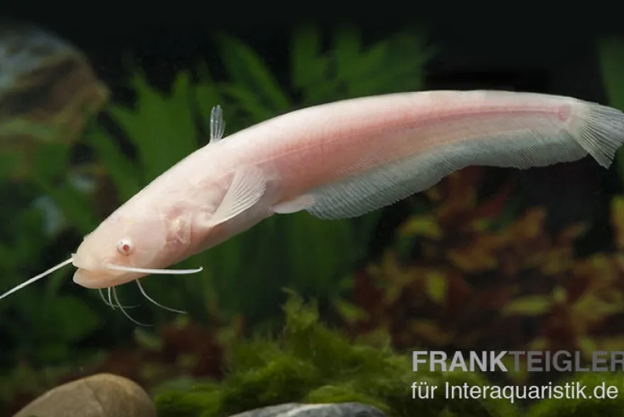 Goldener Flusswels, Silurus glanis gold (Kaltwasser)