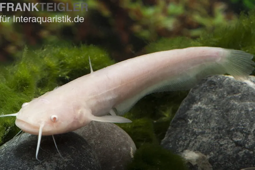 Goldener Flusswels, Silurus glanis gold (Kaltwasser)