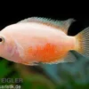 Goldener Grünflossenbuntbarsch, Cichlasoma nigrofasciatum gold