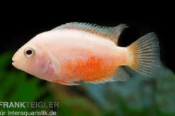 Goldener Grünflossenbuntbarsch, Cichlasoma nigrofasciatum gold