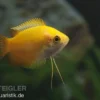 Goldener Honiggurami, Colisa chuna gold