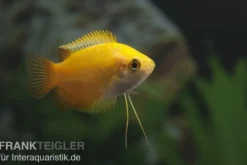 Goldener Honiggurami, Colisa chuna gold