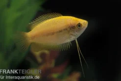 Goldener Honiggurami, Colisa chuna gold