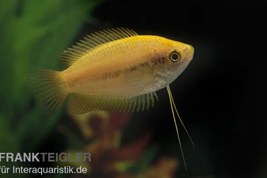 Goldener Honiggurami, Colisa chuna gold
