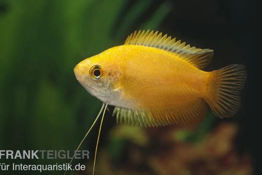 Goldener Honiggurami, Colisa chuna gold