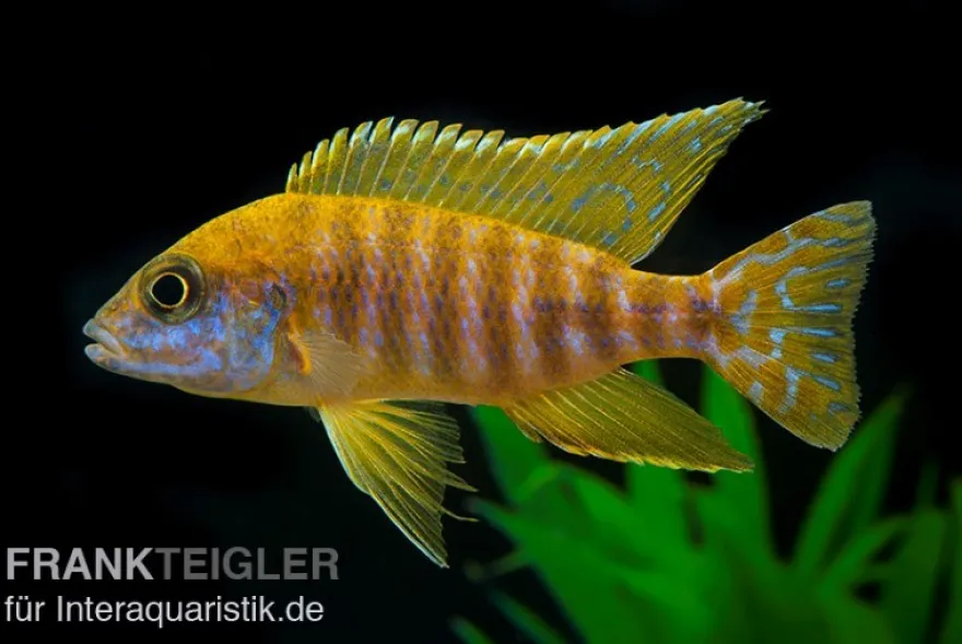 Goldener Kaiserbuntbarsch, Aulonocara stuartgranti maleri, 6-8 cm