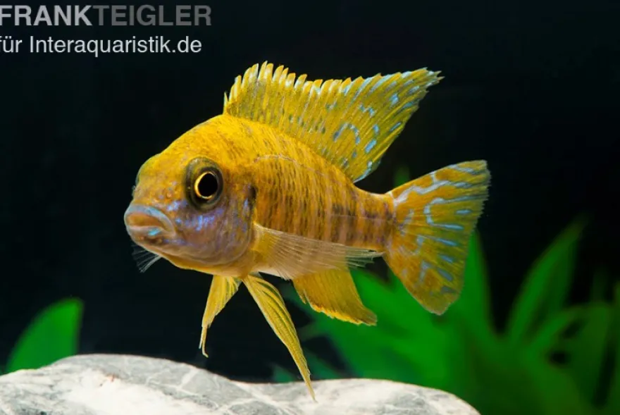Goldener Kaiserbuntbarsch, Aulonocara stuartgranti maleri, 6-8 cm