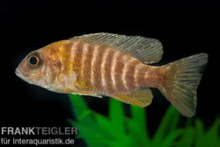 Goldener Kaiserbuntbarsch, Aulonocara stuartgranti maleri, 6-8 cm