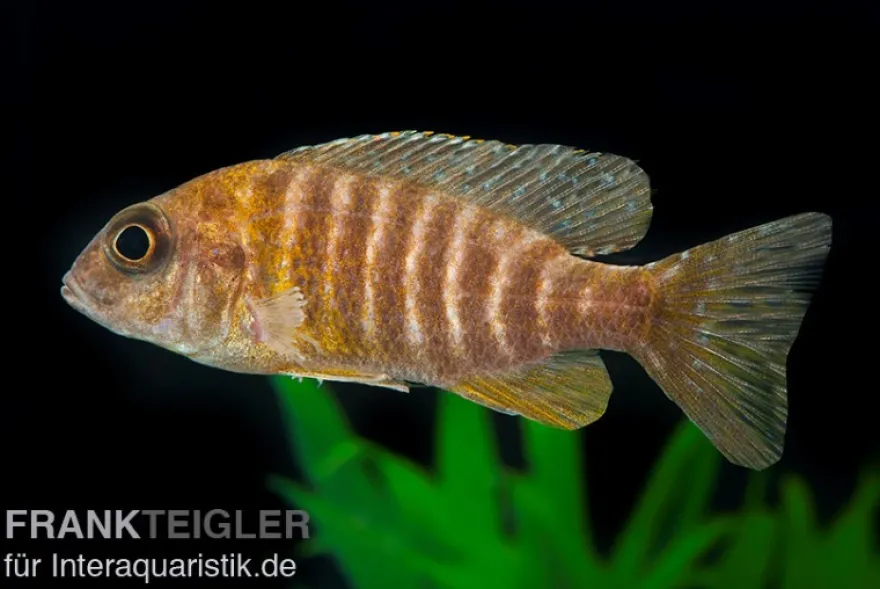 Goldener Kaiserbuntbarsch, Aulonocara stuartgranti maleri, 6-8 cm