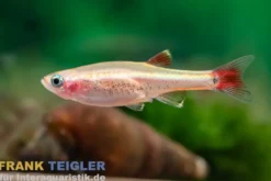 Goldener Kardinalfisch, Tanichthys albonubes gold