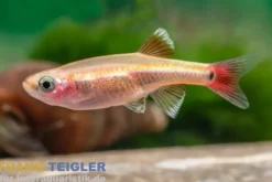 Goldener Kardinalfisch, Tanichthys albonubes gold