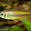 Goldener Kongosalmler, Phenacogrammus aurantiacus