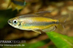 Goldener Kongosalmler, Phenacogrammus aurantiacus