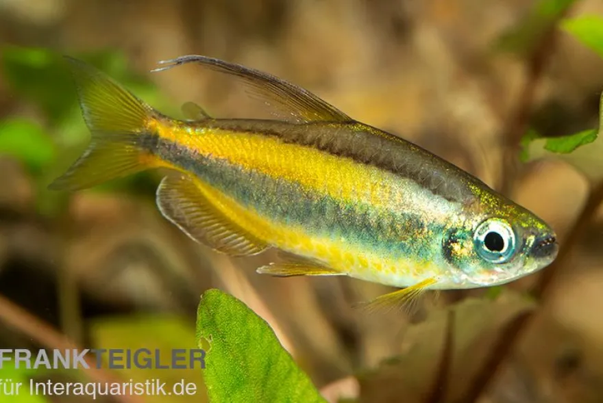 Goldener Kongosalmler, Phenacogrammus aurantiacus