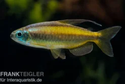 Goldener Kongosalmler, Phenacogrammus aurantiacus