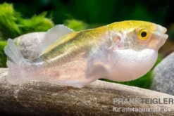 Goldener Kugelfisch, Chonerhinus modestus