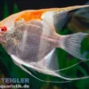 Goldener Manacapuru Rotrückenskalar, Pterophyllum scalare Manacapuru Gold Albino, DNZ