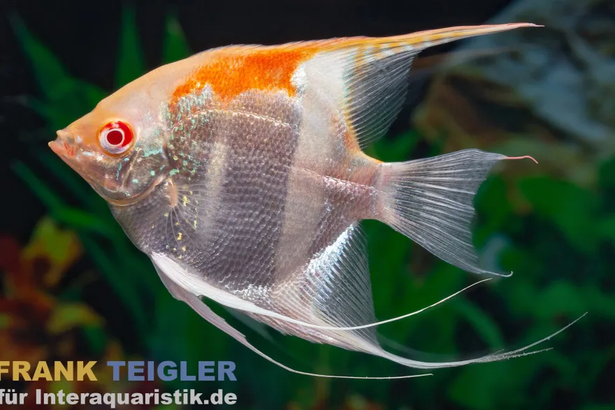 Goldener Manacapuru Rotrückenskalar, Pterophyllum scalare Manacapuru Gold Albino, DNZ