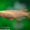 Goldener Medaka, Oryzias latipes Gold