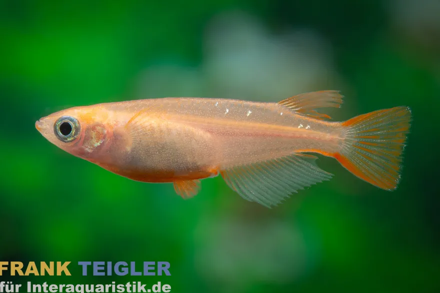 Goldener Medaka, Oryzias latipes Gold