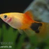 Goldener Mickey Mouse Platy, Xiphophorus maculatus