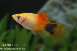 Goldener Mickey Mouse Platy, Xiphophorus maculatus