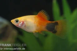 Goldener Mickey Mouse Platy, Xiphophorus maculatus