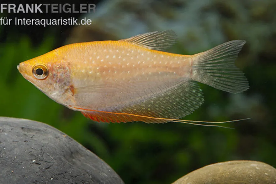 Goldener Mosaikfadenfisch, Trichopodus leerii Gold, DNZ, 5-6 cm