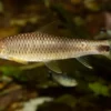 Goldener Netzpinselalgenfresser, Crossocheilus reticulatus gold