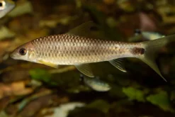 Goldener Netzpinselalgenfresser, Crossocheilus reticulatus gold