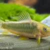 Goldener Panzerwels, Corydoras melanotaenia