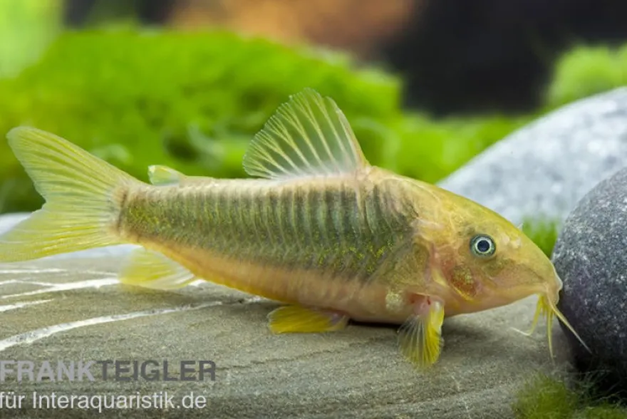 Goldener Panzerwels, Corydoras melanotaenia