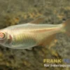 Goldener Rautenflecksalmler, Hemigrammus caudovittatus Albino