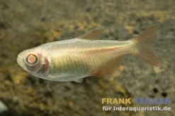 Goldener Rautenflecksalmler, Hemigrammus caudovittatus Albino