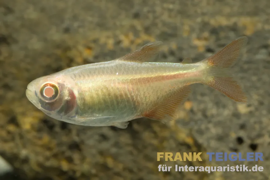 Goldener Rautenflecksalmler, Hemigrammus caudovittatus Albino