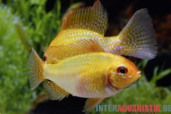 Goldener Rotkopf-Schmetterlingsbuntbarsch, Mikrogeophagus ramirezi