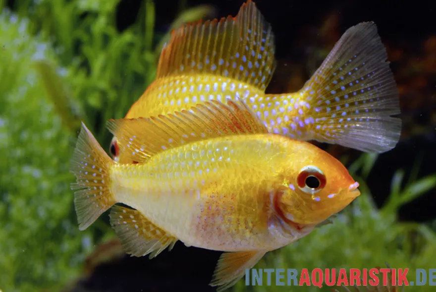 Goldener Rotkopf-Schmetterlingsbuntbarsch, Mikrogeophagus ramirezi