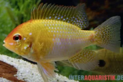 Goldener Rotkopf-Schmetterlingsbuntbarsch, Mikrogeophagus ramirezi