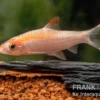 Goldener Rotstrichalgenfresser, Puntius denisonii gold