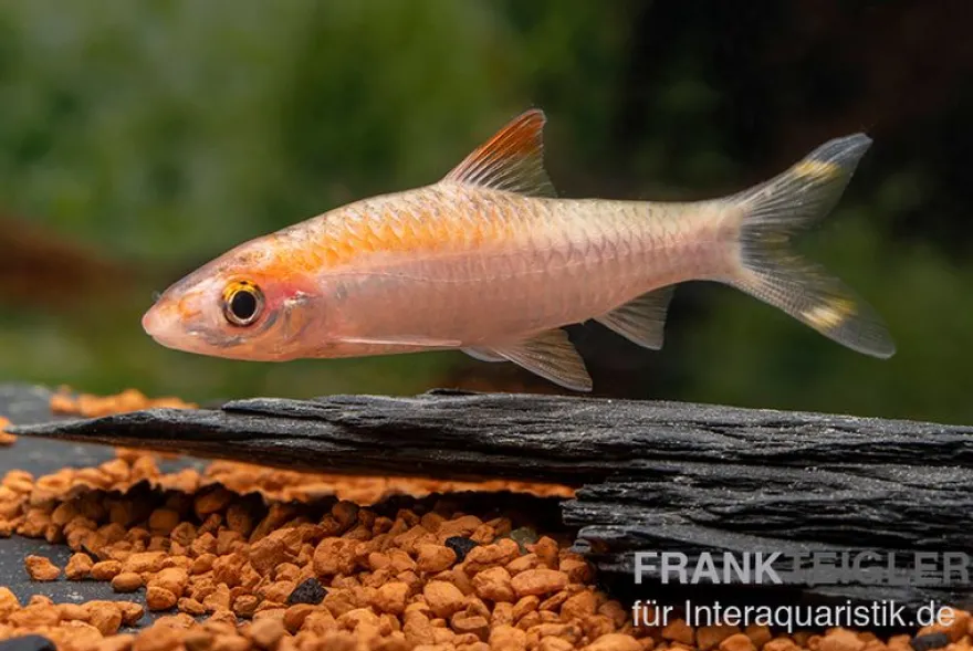 Goldener Rotstrichalgenfresser, Puntius denisonii gold